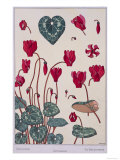 Botanical Diagram of Cyclamen reproduction procédé giclée par Eugene Grasset
