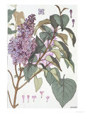 Botanical Diagram of Glycine reproduction procédé giclée par Eugene Grasset