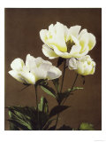 Herbaceous Peony, 19th Century Reproduction procédé giclée par Ogawa Kazuma