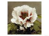Tree Peony, 19th Century Giclee Print by Ogawa Kazuma