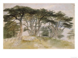 Cedars of Lebanon Giclée-Druck von Edward Lear