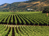 Wine Country, Napa Valley, California Photographie par John Alves