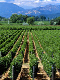 Vineyard, Calistoga, Napa Valley, California Photographie par John Alves