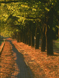 St. Helena Wine Country, Napa Valley, California Photographic Print by John Alves