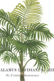 Riviera Palms I Poster