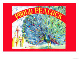 Proud Peacock Posters