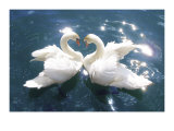 Cisnes Pôsters Cisnes Pôsters