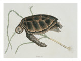 Green Turtle Natural History of Carolina, Florida and Bahamas Lámina giclée por Mark Catesby