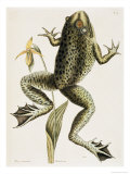 Bullfrog Natural History of Carolina, Florida and Bahamas Lámina giclée por Mark Catesby
