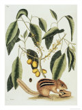 Ground Squirrel Natural History of Carolina, Florida and Bahamas Lámina giclée por Mark Catesby
