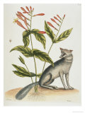 Grey Fox Natural History of Carolina, Florida and Bahamas Lámina giclée por Mark Catesby