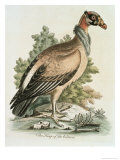 King of Vultures, c.1751 Reproduction procédé giclée par George Edwards