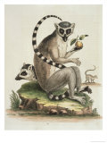 Le Maucuaco, c.1751 Giclee Print by George Edwards