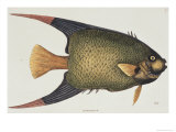 Angel Fish Natural History of Carolina, Florida, and Bahamas Lámina giclée por Mark Catesby