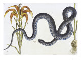 Wampum Snake Natural History of Carolina, Florida and Bahamas Anguis Lámina giclée por Mark Catesby