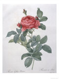 Rosa Gallica Giclee Print by P.j. Redoute
