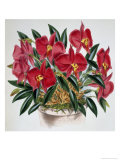 Sophronitis Grandiflora Giclee Print by Samuel Jennings
