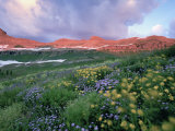 Purple Fleabane and Yellow Wildflowers, Mt. Timpanogos Wilderness Area, Sundance, Utah Photographic Print by Howie Garber