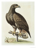 White Tailed Eagle from Hudson's Bay, c.1751 Reproduction procédé giclée par George Edwards