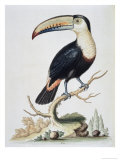 Le Toucan, c.1751 Reproduction procédé giclée par George Edwards