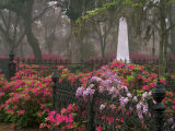 Spring Azaleas at Historic Bonaventure Cemetery, Savannah, Georgia Photographic Print by Joanne Wells