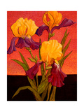 Two Toned Irises Giclee Print by John Newcomb