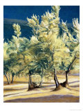Olive Trees in Italy Giclée-Druck von Helen J. Vaughn