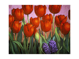 Small Tulips and Hyacinths Lámina giclée por John Newcomb
