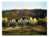 Olive Grove in Italy Impressão giclée por Helen J. Vaughn Olive Grove in Italy Impressão giclée por Helen J. Vaughn