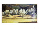 Study of Olive Trees, no.2 Impressão giclée por Helen J. Vaughn Study of Olive Trees, no.2 Impressão giclée por Helen J. Vaughn