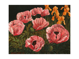 Amapolas rosas Lámina giclée por John Newcomb