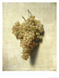 Raisons Blancswhite Grapes Giclee-trykk av Louis Leopold Boilly