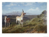 Antilopes reproduction procédé giclée par Albert Bierstadt
