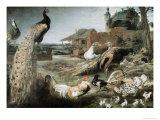 The Crow in Peacock Feathers reproduction procédé giclée par Frans Snyders