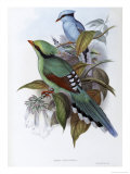 Hunting Cissa Giclee Print by John Gould