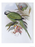 Grey Headed Parakeet Giclee Print by John Gould