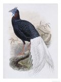 Bulwer's Pheasant Giclee Print by John Gould