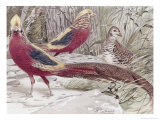 Gold Pheasant Giclee Print by Wilhelm Kuhnert
