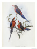 Crimson and Brown Kingfisher Giclee Print by John Gould