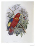 Blue, Thighed Lory Giclee Print by John Gould