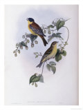 Black Headed Bunting Giclee Print by John Gould