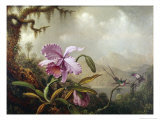 Hummingbirds and Orchids reproduction procédé giclée par Martin Johnson Heade