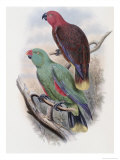 Riedel's Parrot Giclee Print by John Gould