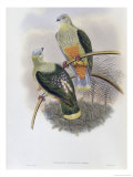 Richard's Fruit Pigeon Giclee Print by John Gould