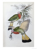 Red Throated Nyctiornis Giclee Print by John Gould