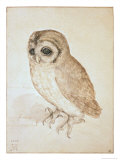 The Screech Owl Reproduction procédé giclée par Albrecht Dürer