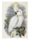 Blue Eyed Cockatoo Giclee Print by John Gould
