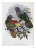 Red Fronted Lory Giclee Print by John Gould