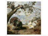 Cock and Turkey Giclée-Druck von Paul De Vos
