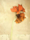 Amaryllis I Fiori Collectable Print by Bruno Bruni